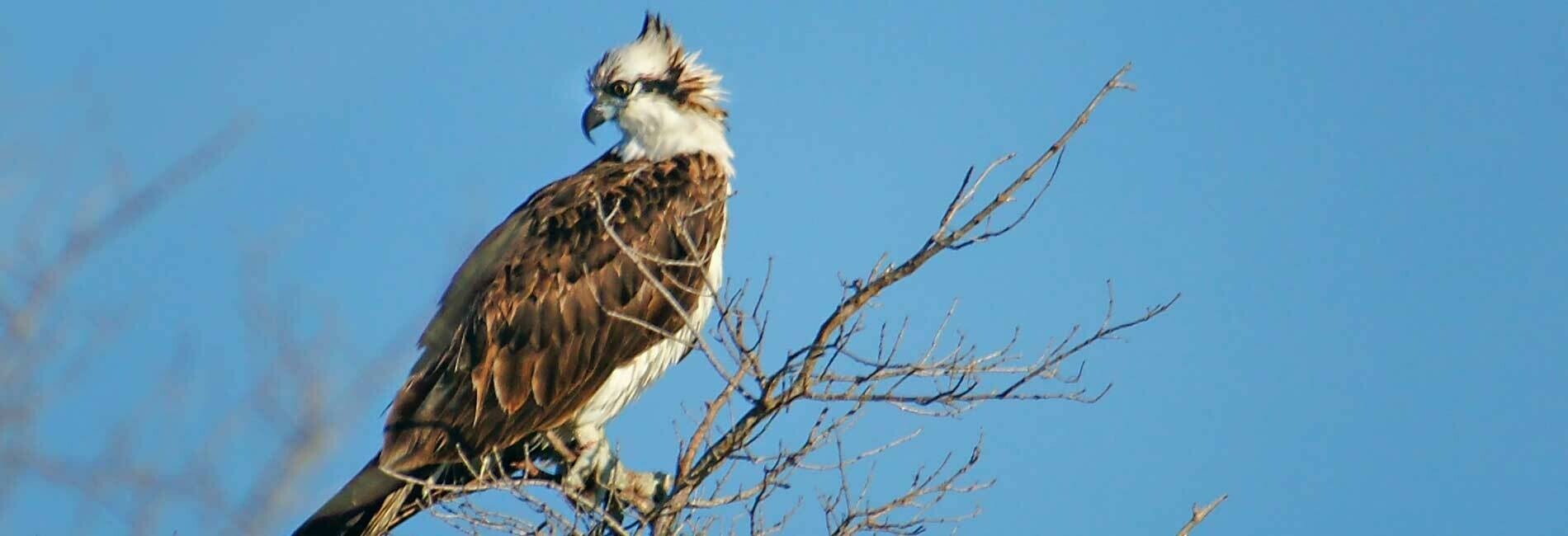 Baby Osprey in Tree