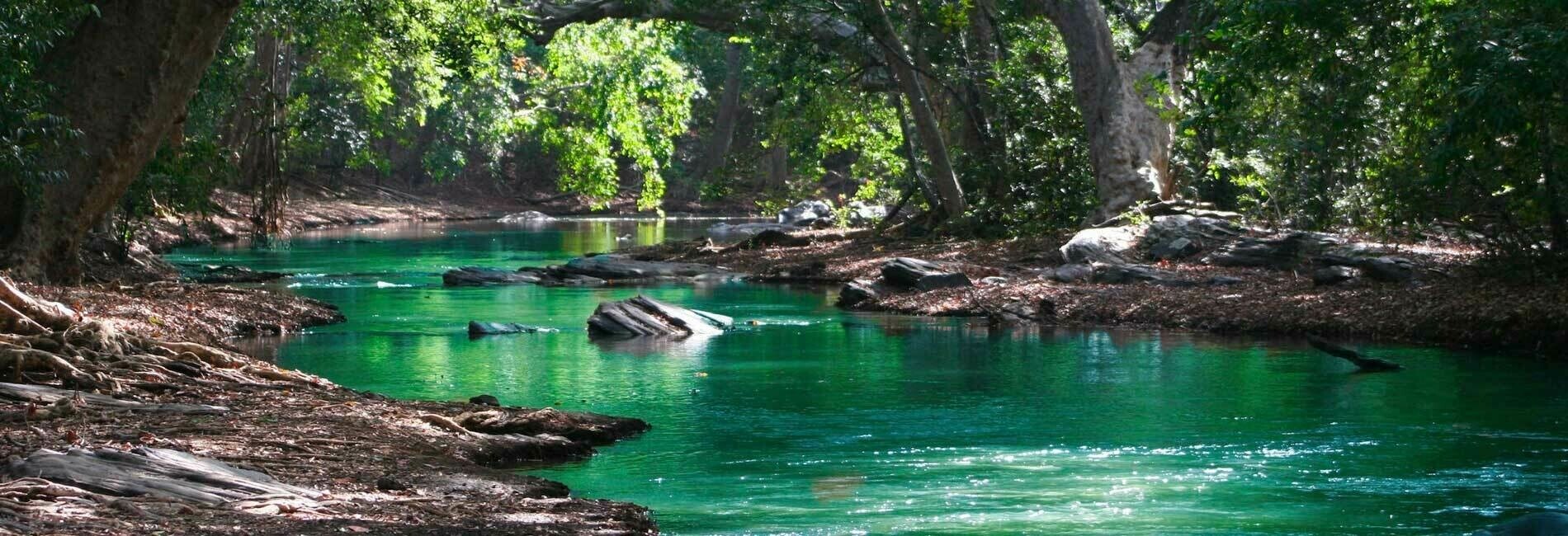 River Through the Woods