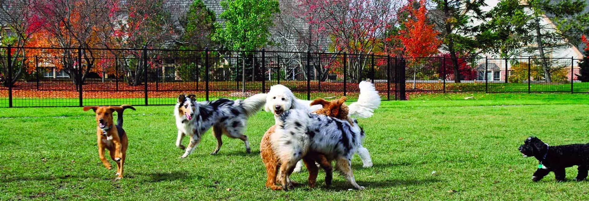 Dogs Playing in the Dog Park